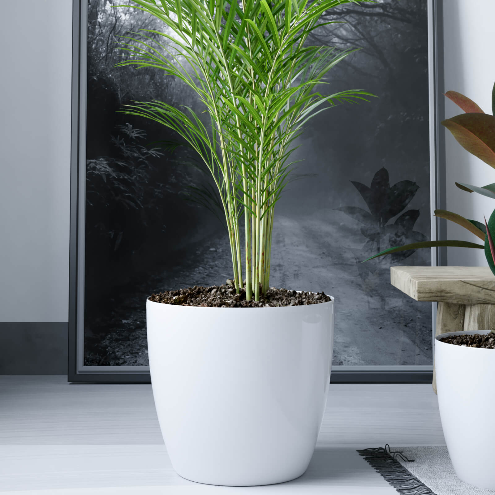 MACETA DE PLASTICO IDEAL SUCULENTAS PREMIUM 22 COLOR BLANCO 3